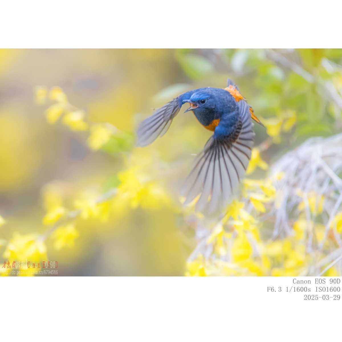 240329蓝额红尾鸲 续