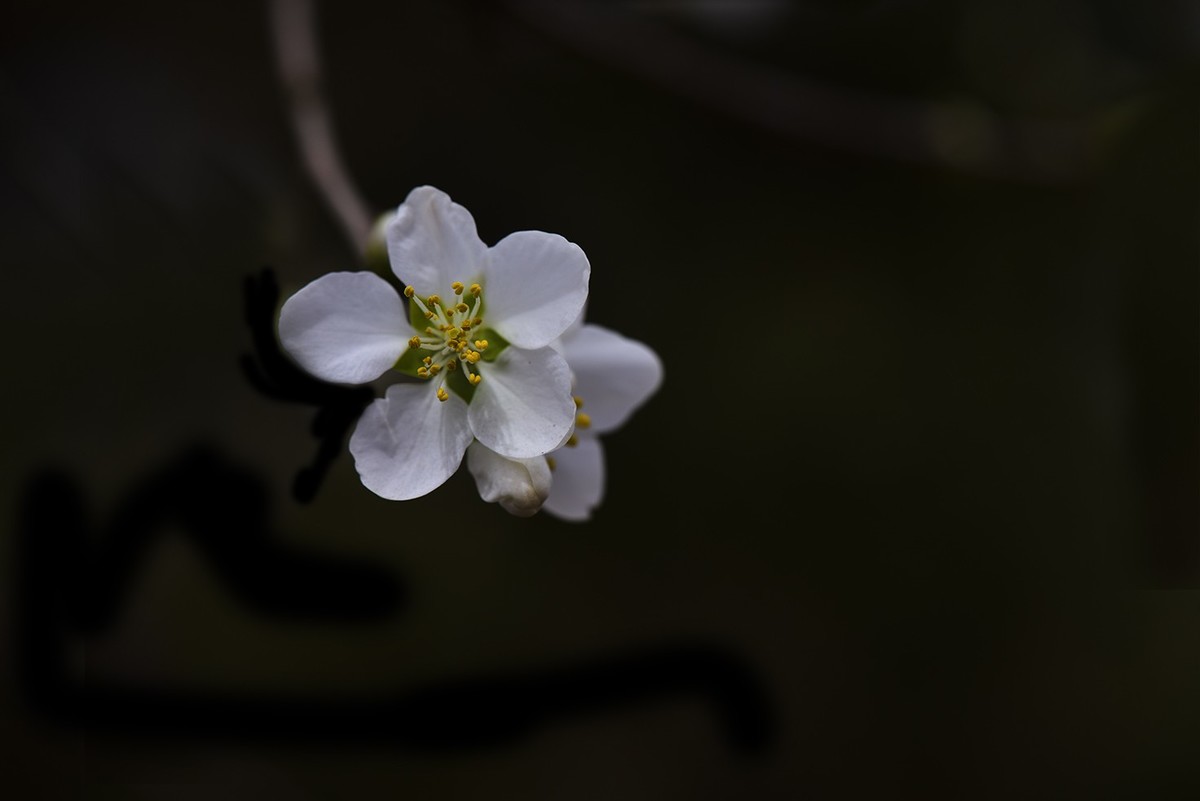 桃花