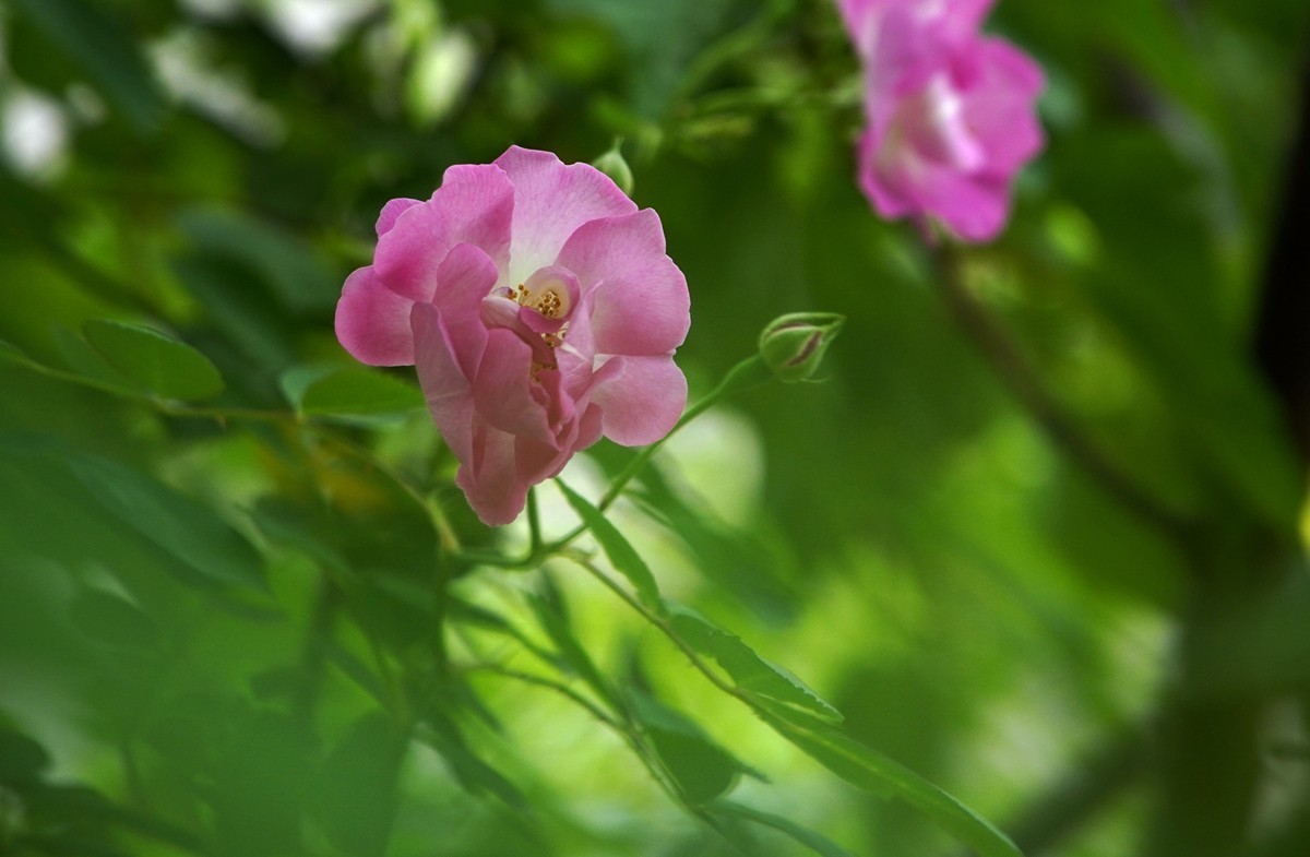 春日游拍之十二
