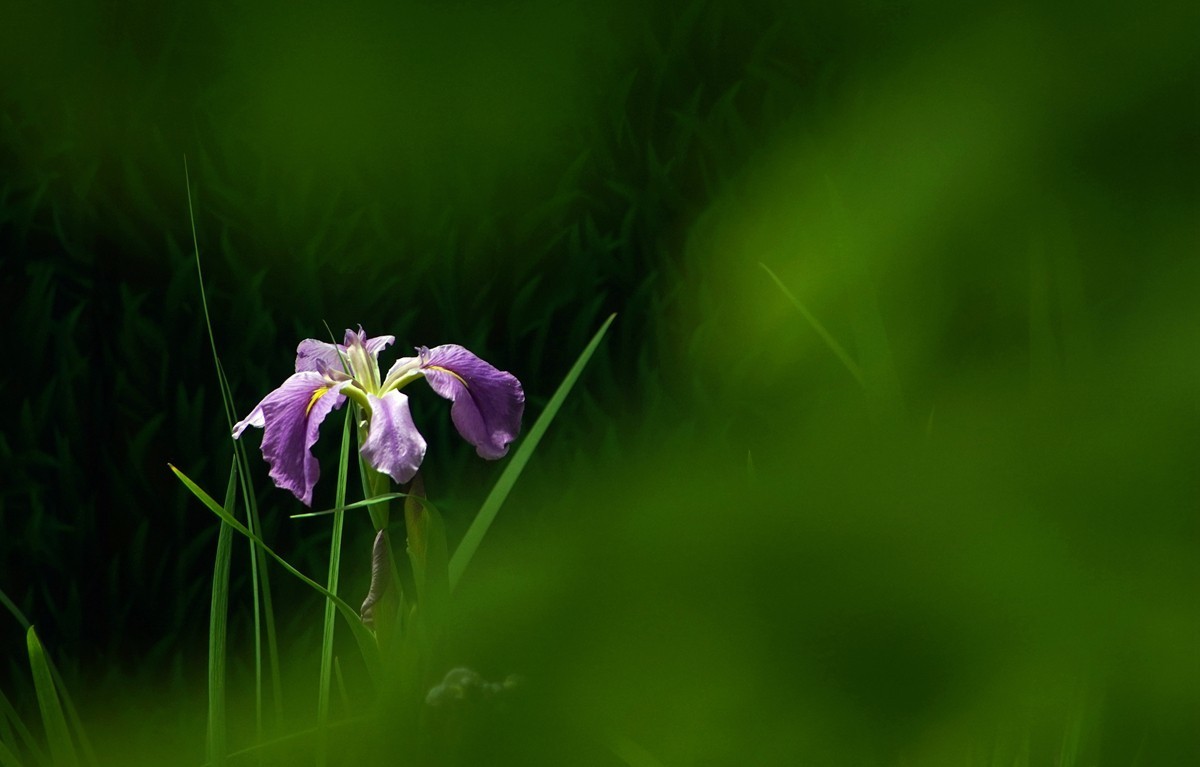 春日游拍之十二