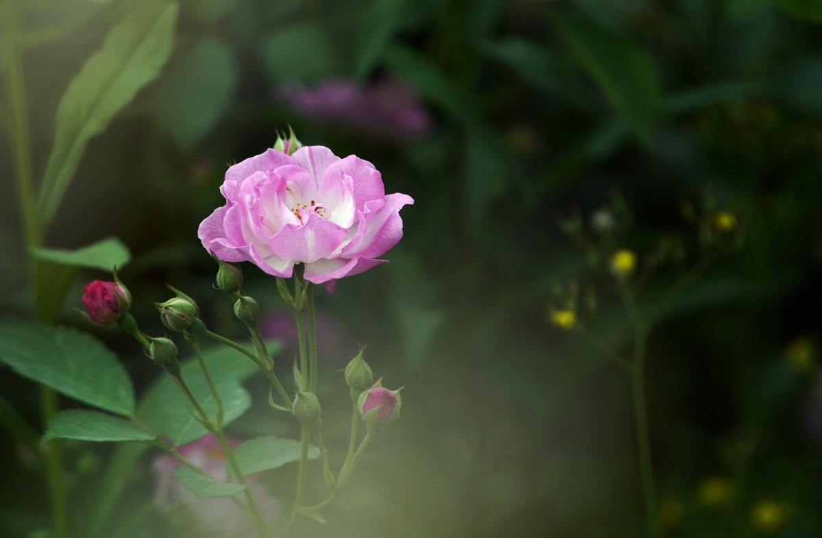 春日游拍之十二