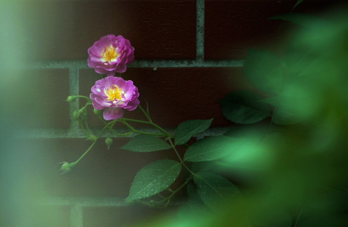 春日游拍之十二