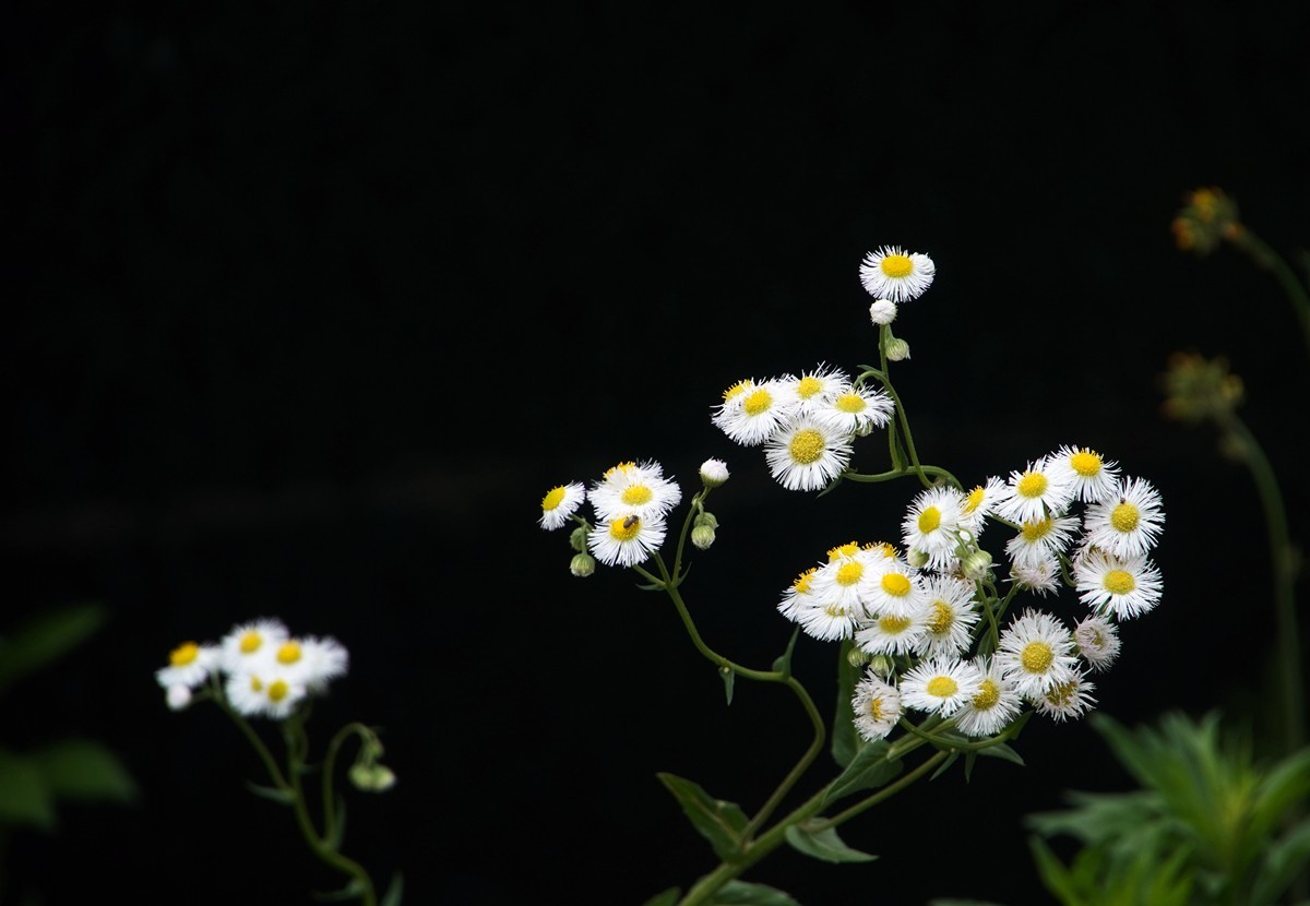 春日游拍之十二