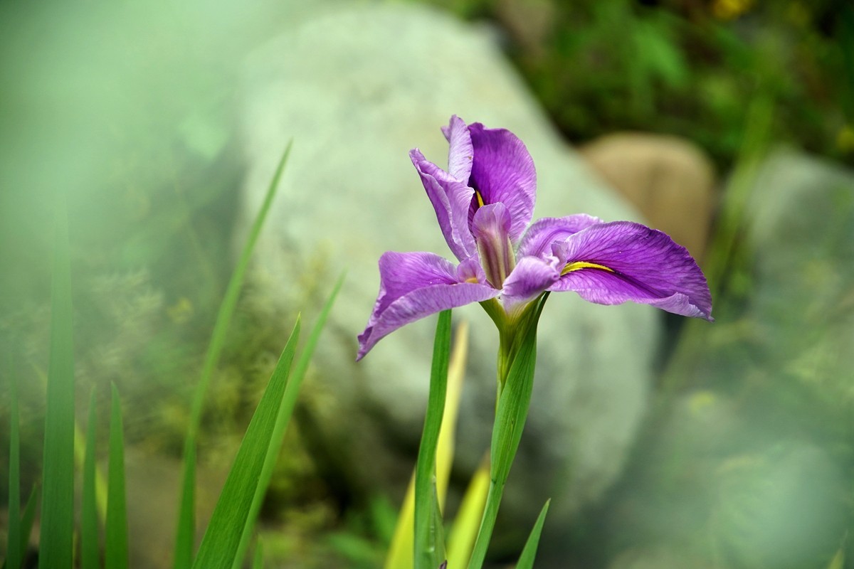 春日游拍之十二