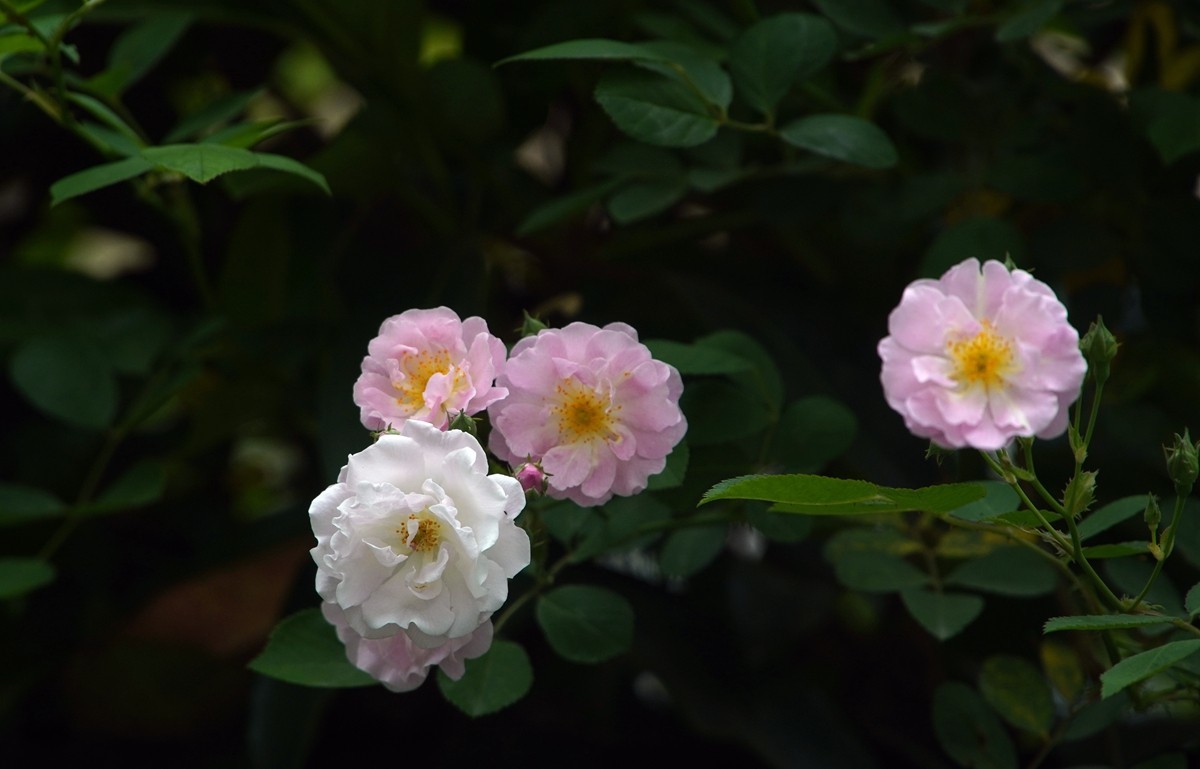 春日游拍之十二