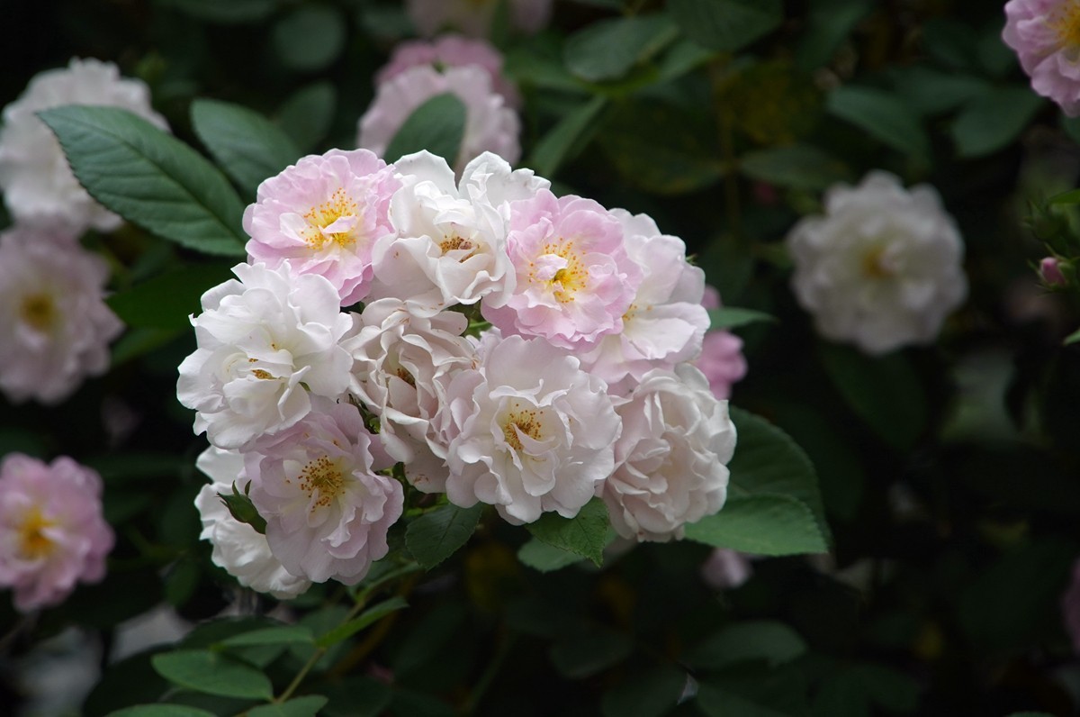 春日游拍之十二