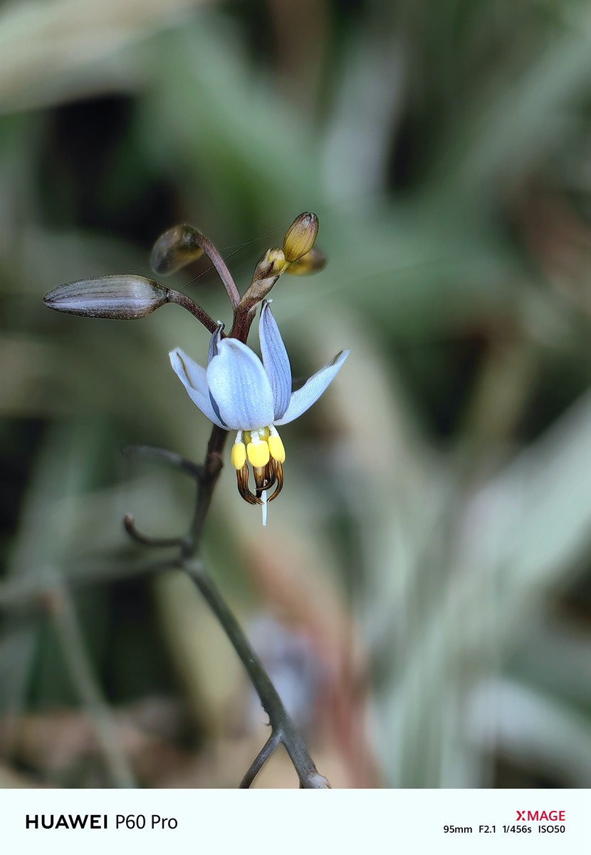 春日游拍之十二