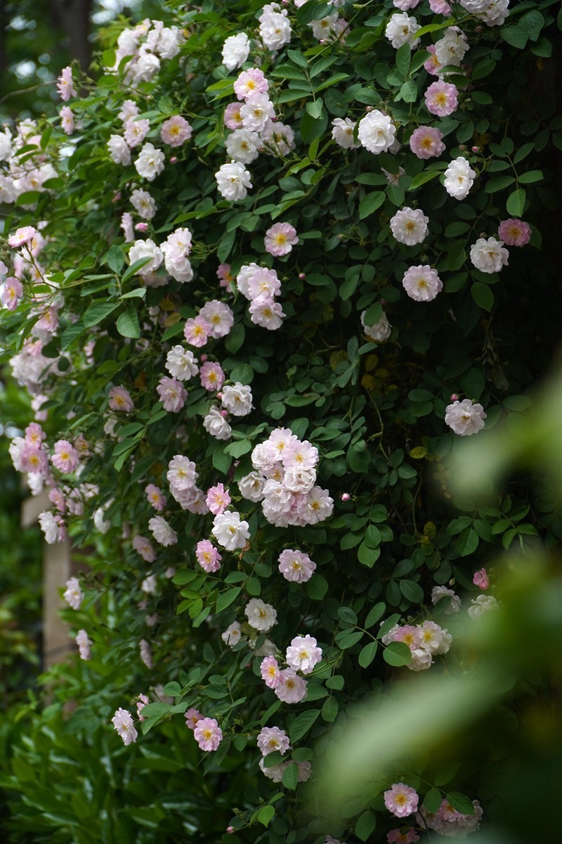 春日游拍之十二