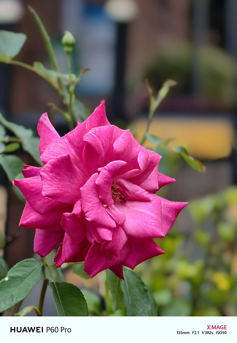 春日游拍之十二