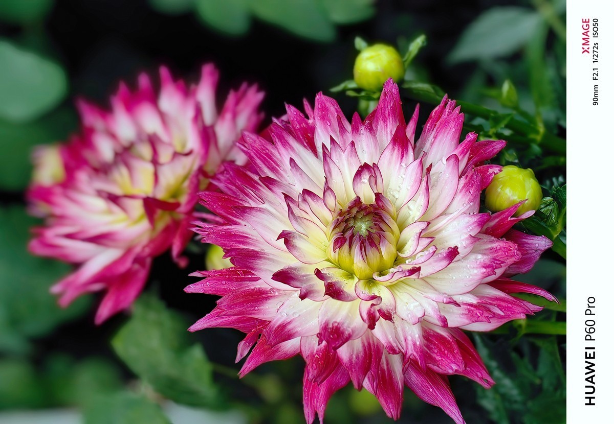 春日游拍之十二