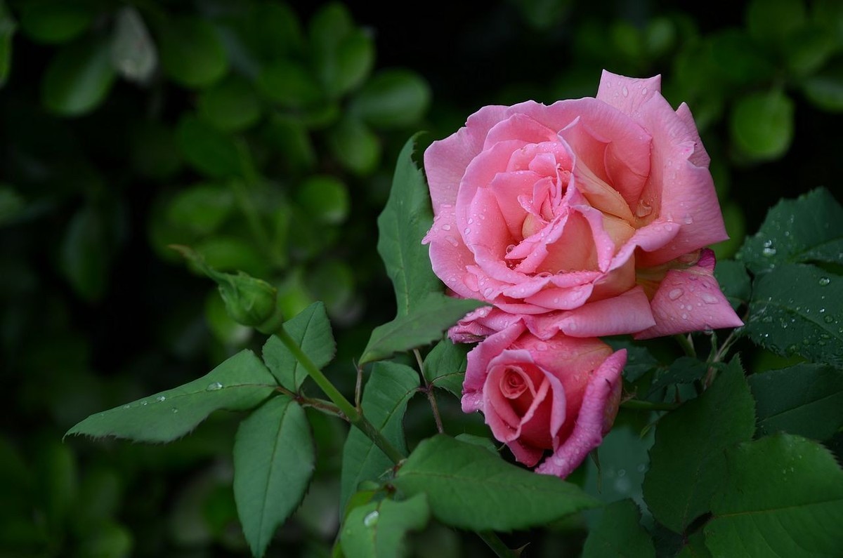 雨  后 月 季 花 ------。