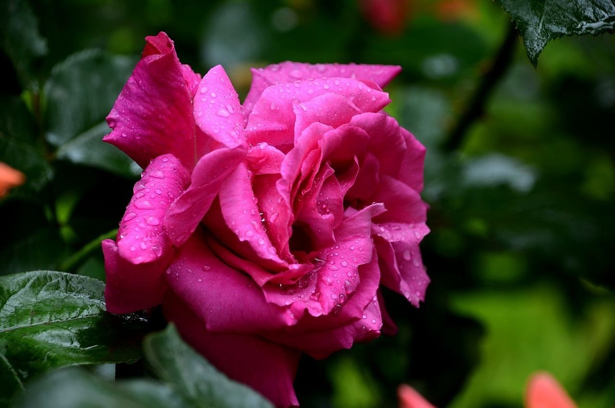 雨  后 月 季 花 ------。