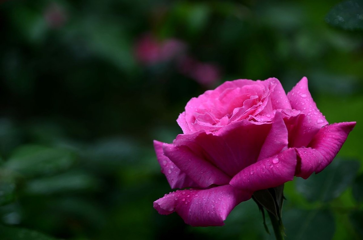 雨  后 月 季 花 ------。