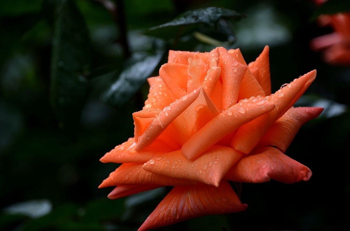 雨  后 月 季 花 ------。