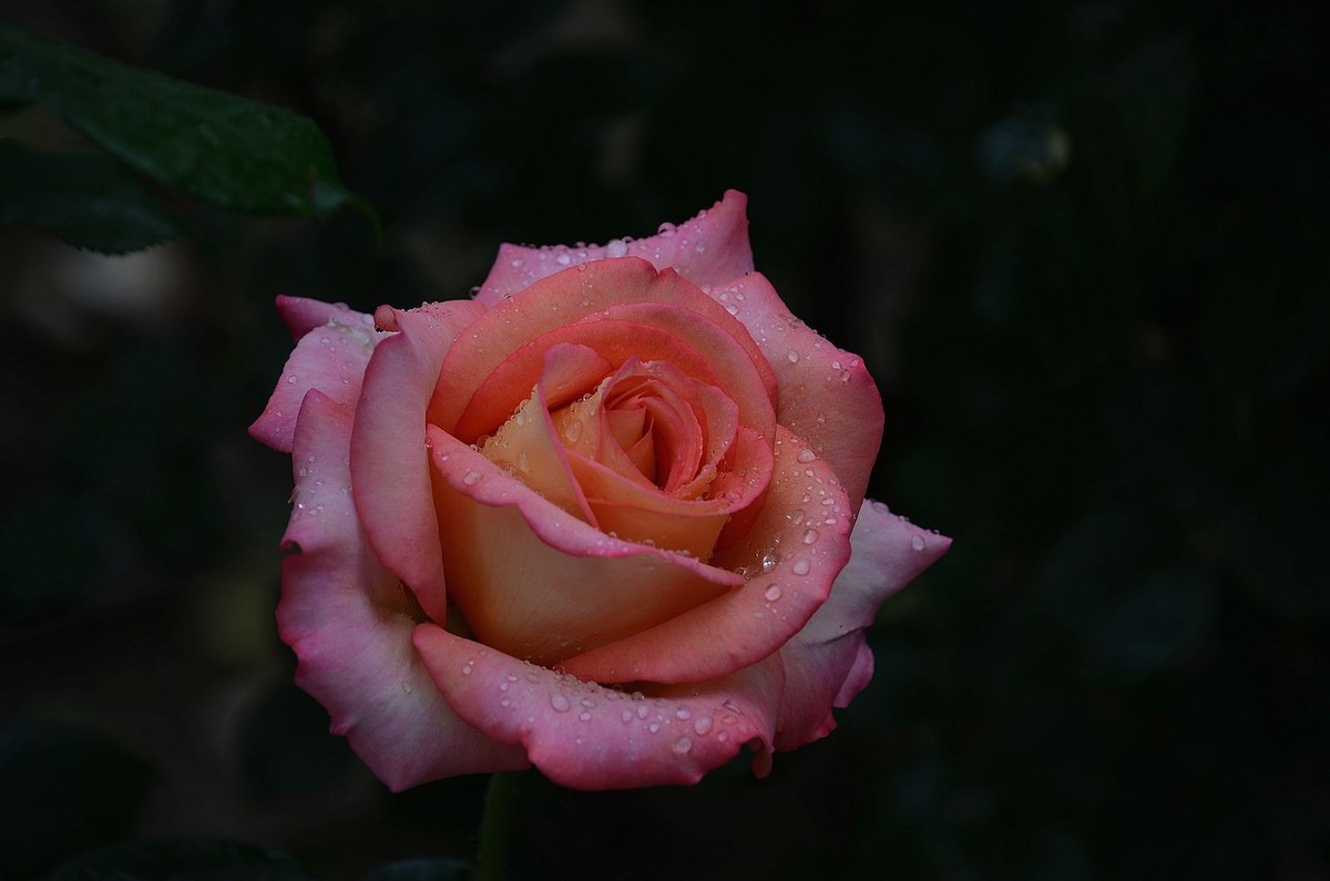 雨  后 月 季 花 ------。