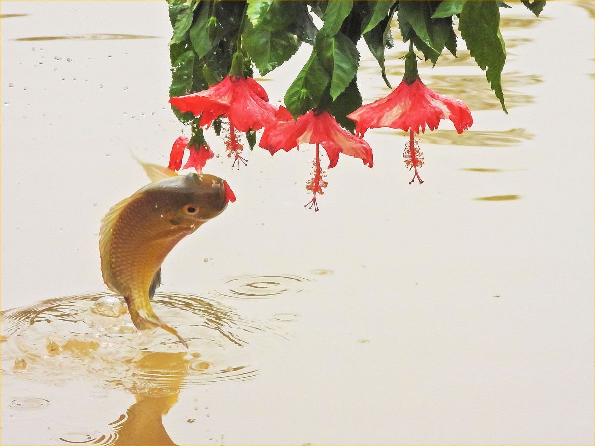 鱼跃在花间：探索下载新境界 (鱼跃在花见国语全集观看)