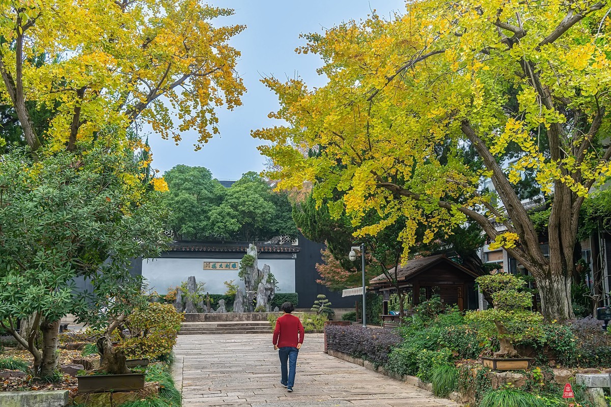 百年花楼披上黄金甲