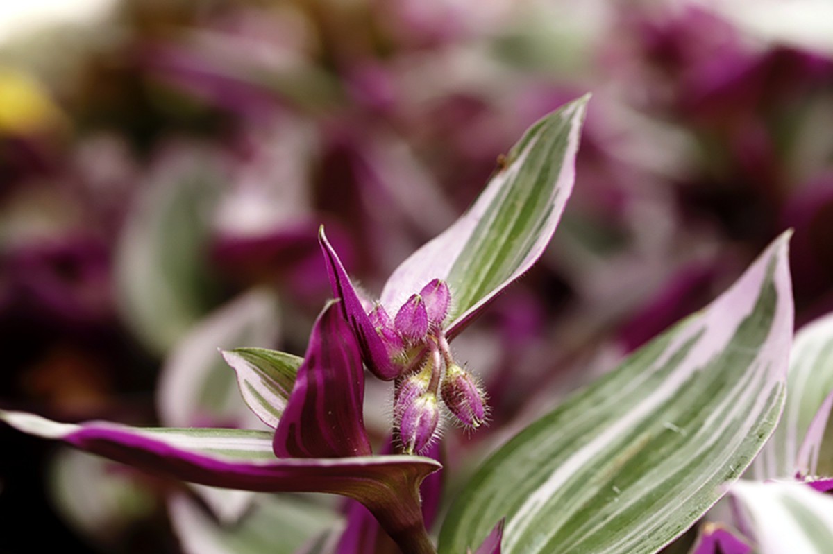 油画婚礼紫露草