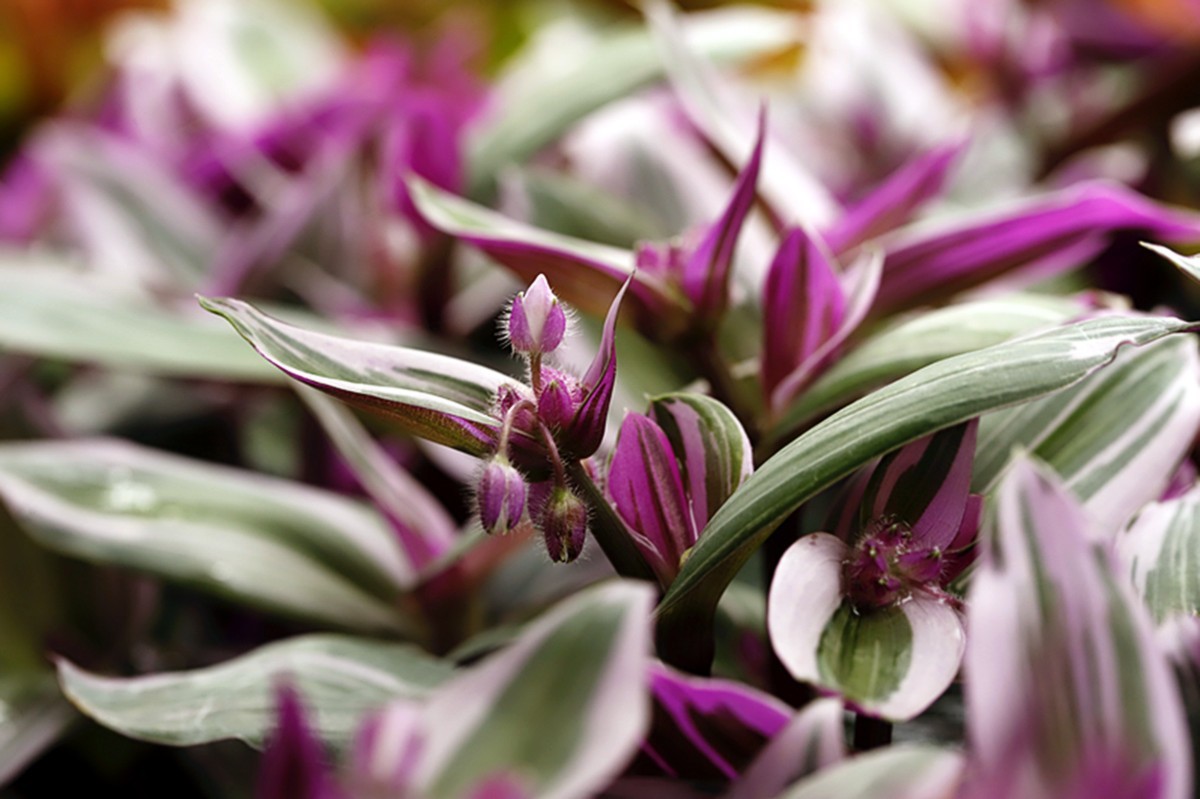 油画婚礼紫露草