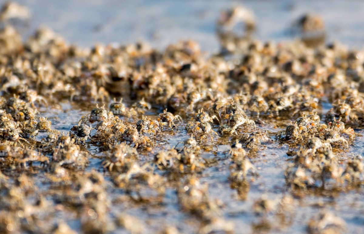 沙滩上密集的小蟹（七）