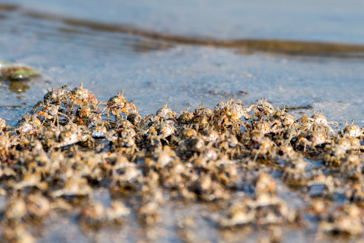 沙滩上密集的小蟹（七）