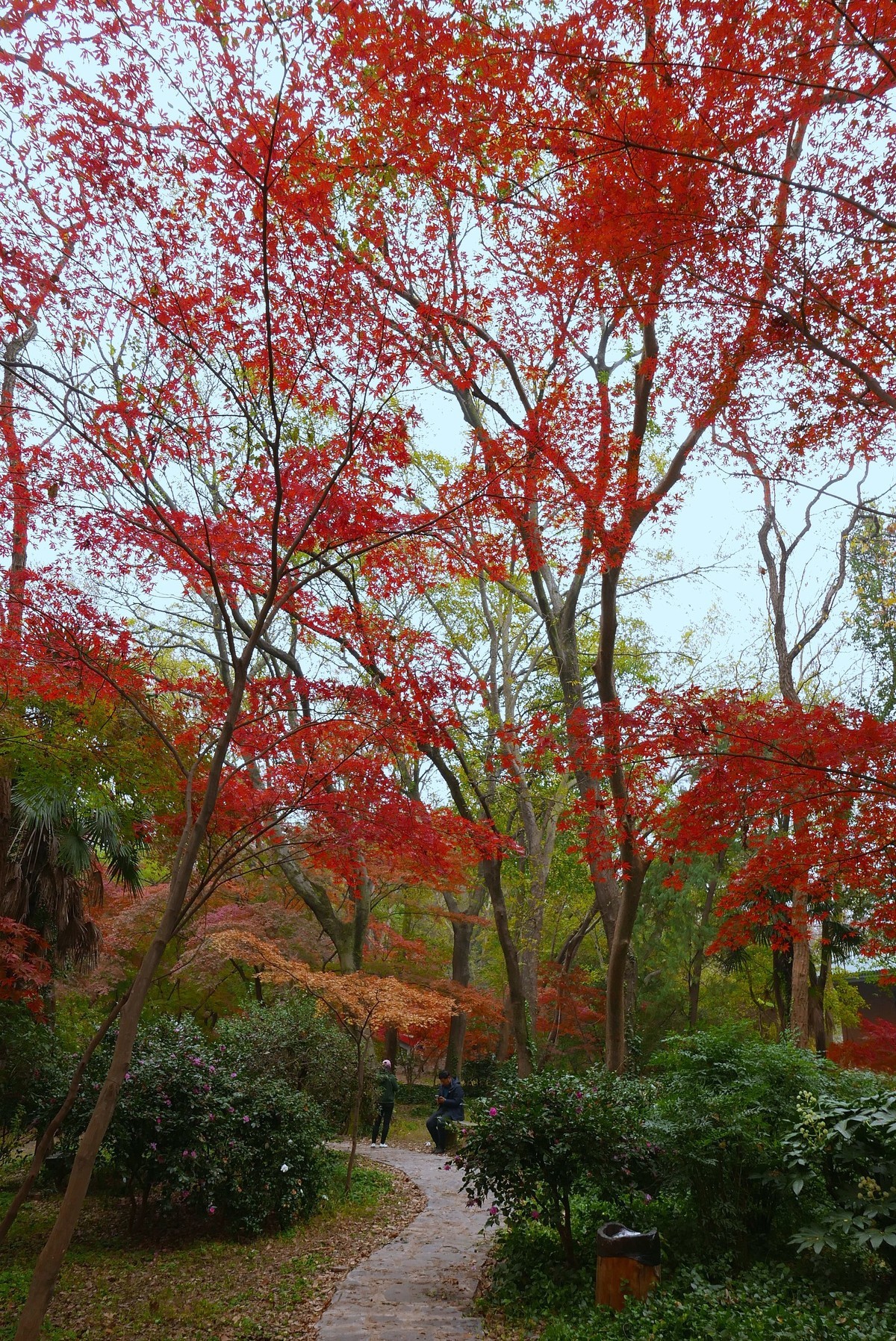 南京中山植物园红枫岗