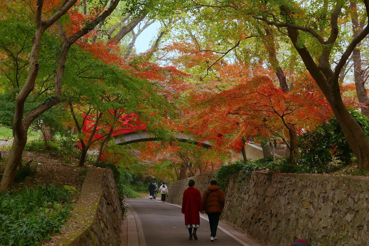 南京中山植物园红枫岗