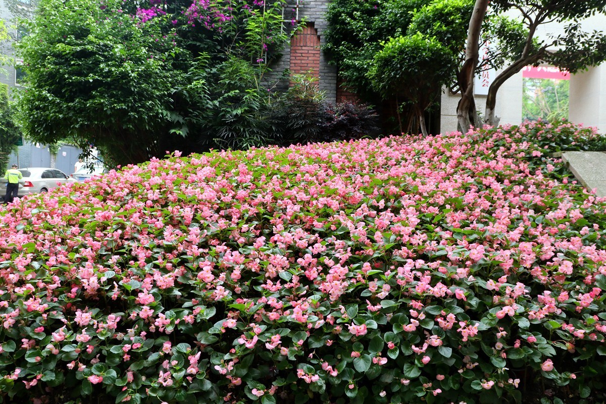 上清寺、中四路随拍(三)