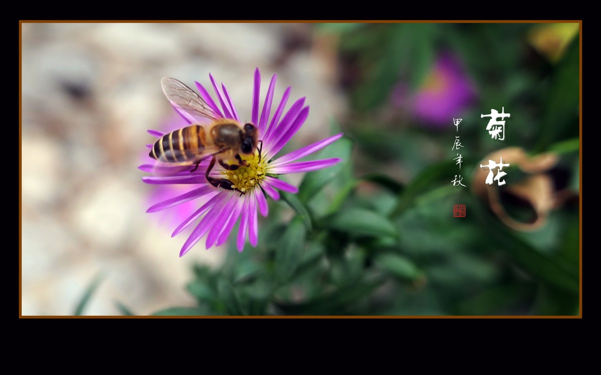 秋霜染菊艳，剑瓣搏寒风