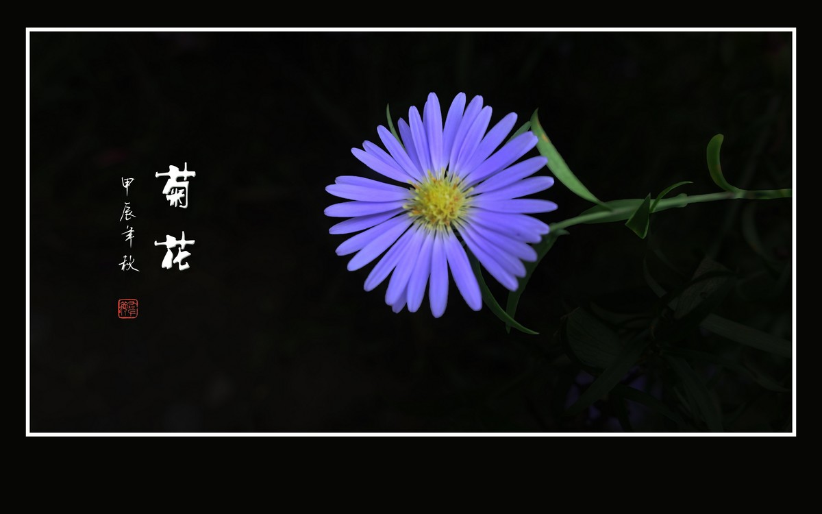 秋霜染菊艳，剑瓣搏寒风