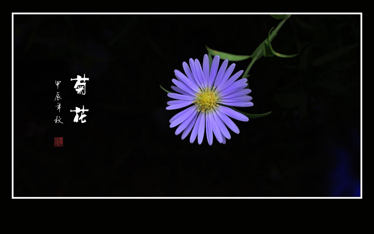 秋霜染菊艳，剑瓣搏寒风