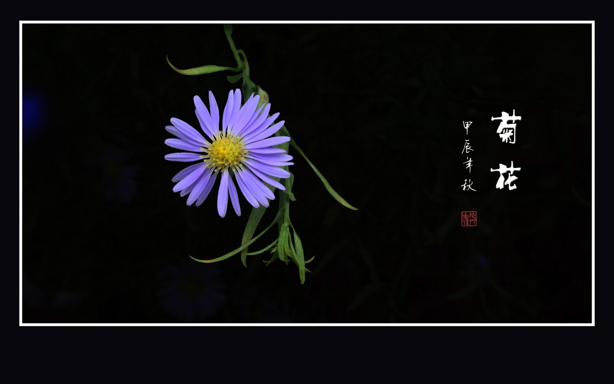 秋霜染菊艳，剑瓣搏寒风