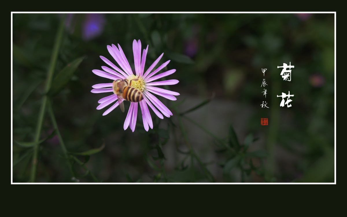 秋霜染菊艳，剑瓣搏寒风