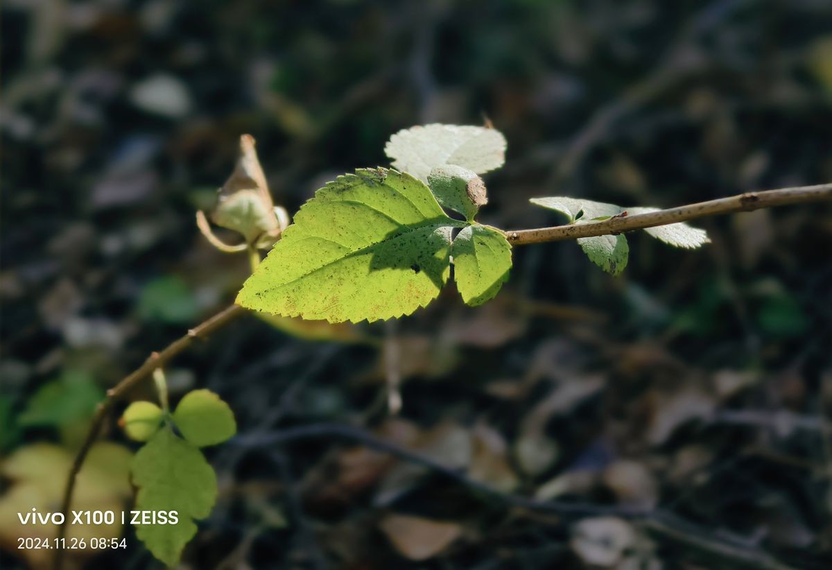 留住冬日里的秋色