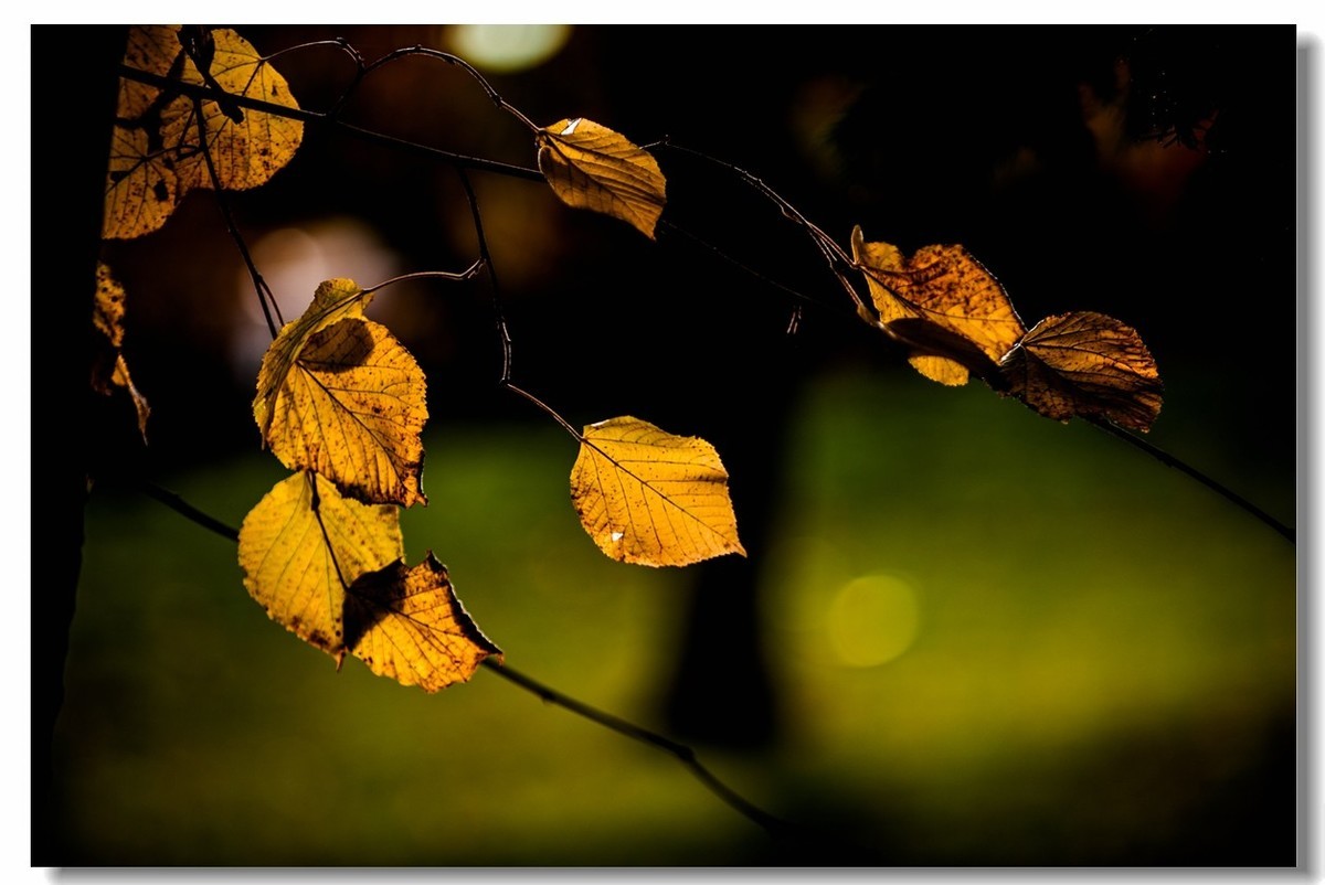 秋在“黑森林”（南德）