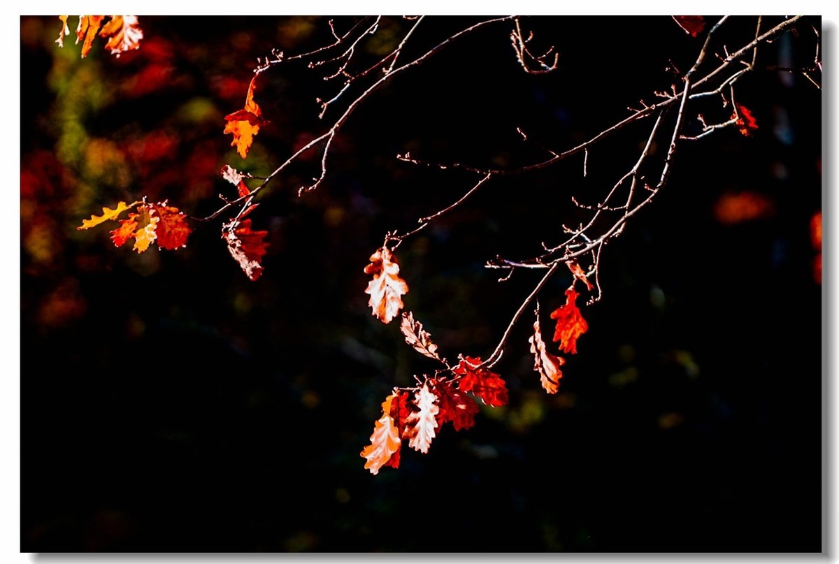秋在“黑森林”（南德）