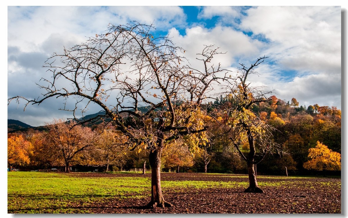 秋在“黑森林”（南德）