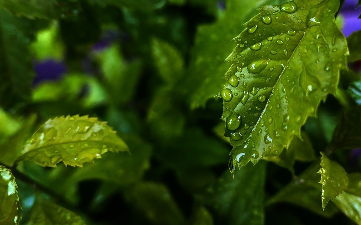 下雨之中拍花草