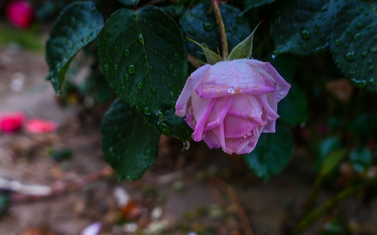下雨之中拍花草