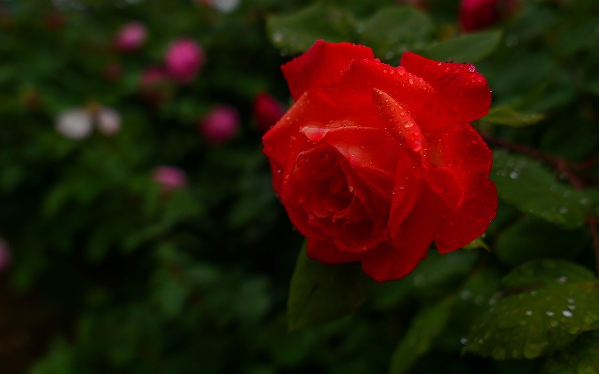 下雨之中拍花草