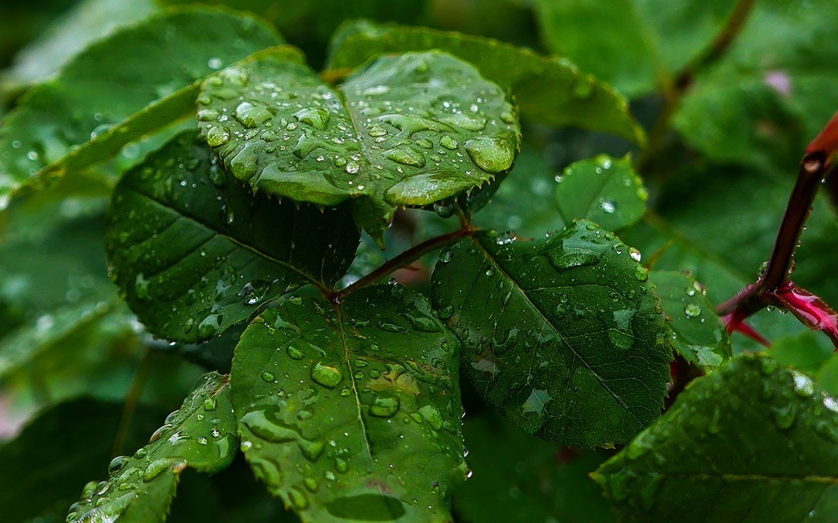 下雨之中拍花草
