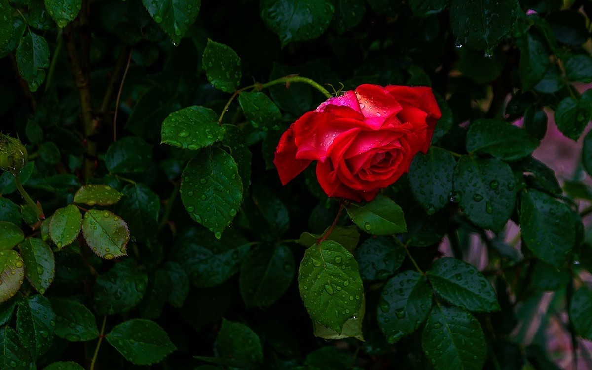 下雨之中拍花草