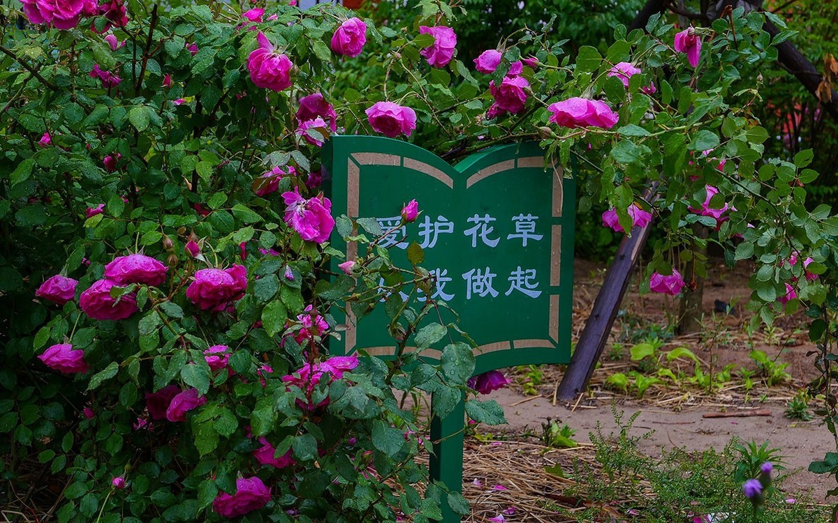 下雨之中拍花草