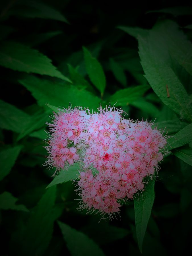 花卉系列【3842】