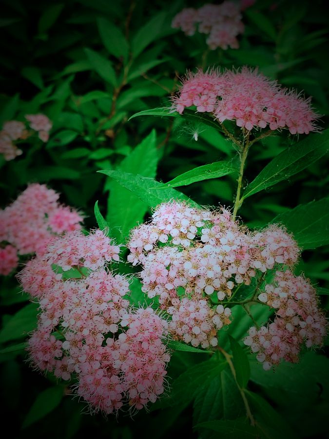 花卉系列【3842】