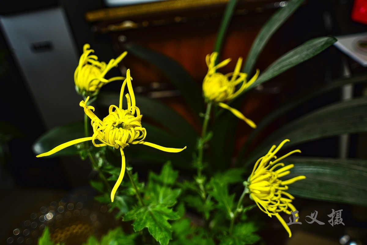 入手的老镜头20mmF2.8拍几张