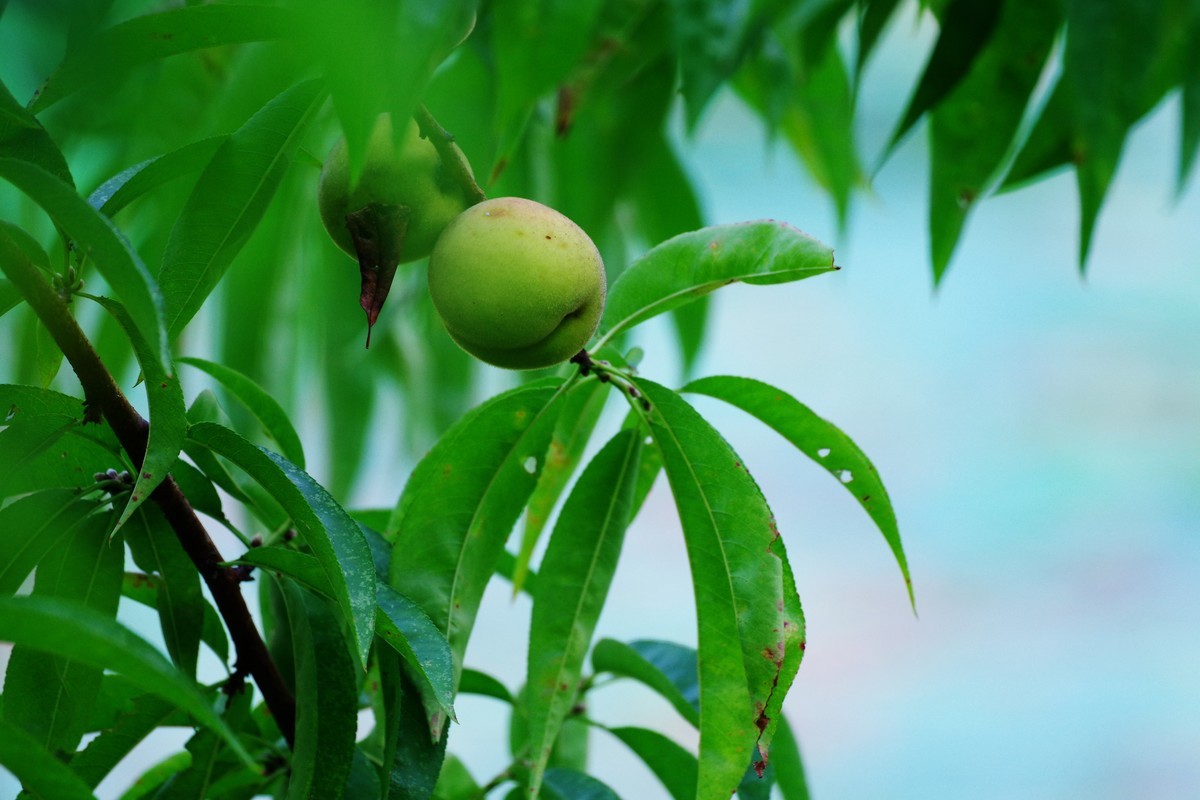 美丽万州太白公园
