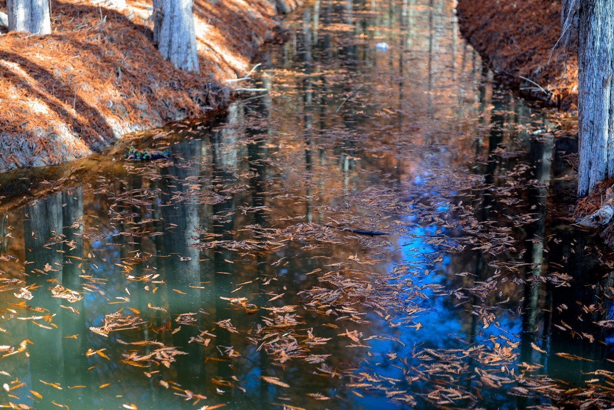 皖南川藏线 落羽红杉林（2）