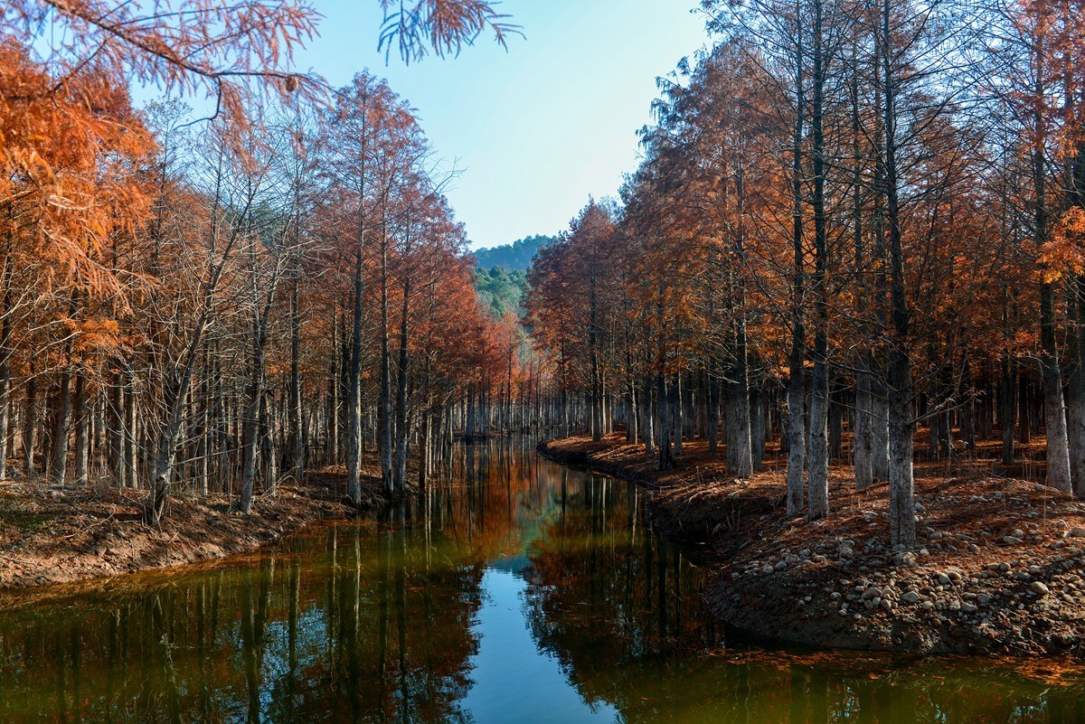 皖南川藏线 落羽红杉林（2）