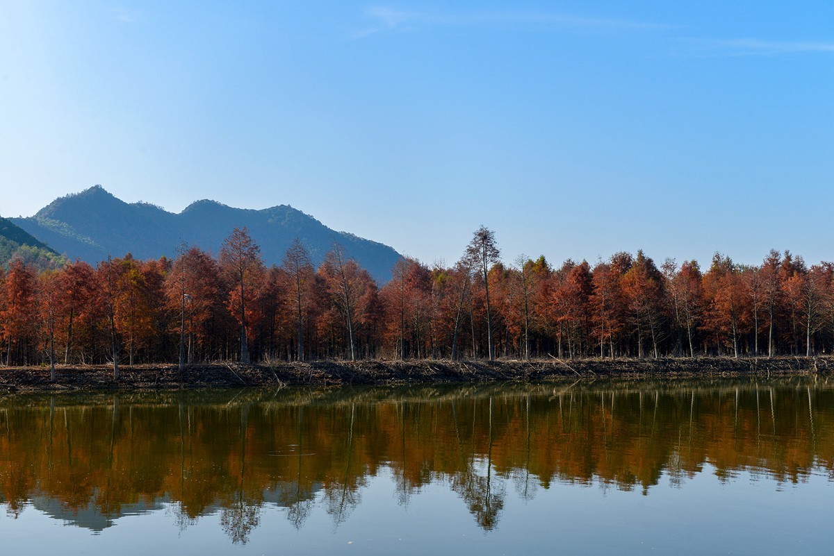 皖南川藏线 落羽红杉林（2）